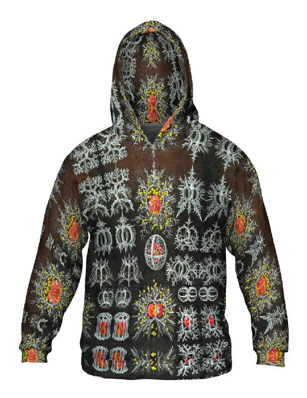 Weekend Discounts to Love Ernst Haeckel - "Haeckel Stephoidea" (1904)